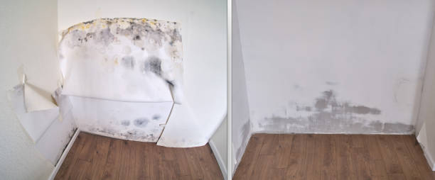 Water damage restoration mold remediation in Clinton, OH