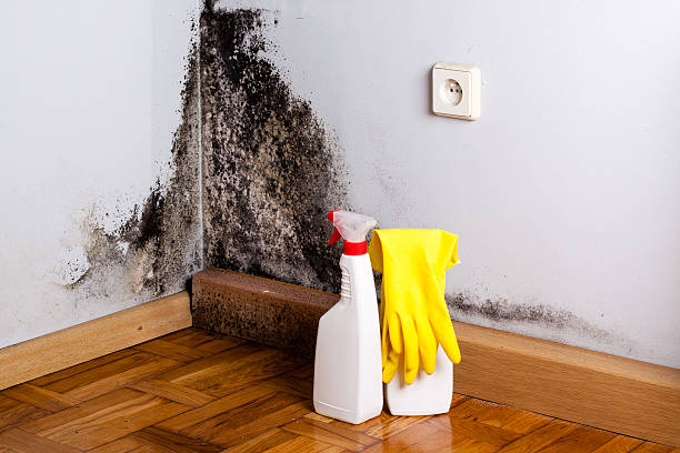 Carpet water damage restoration in Clinton, OH